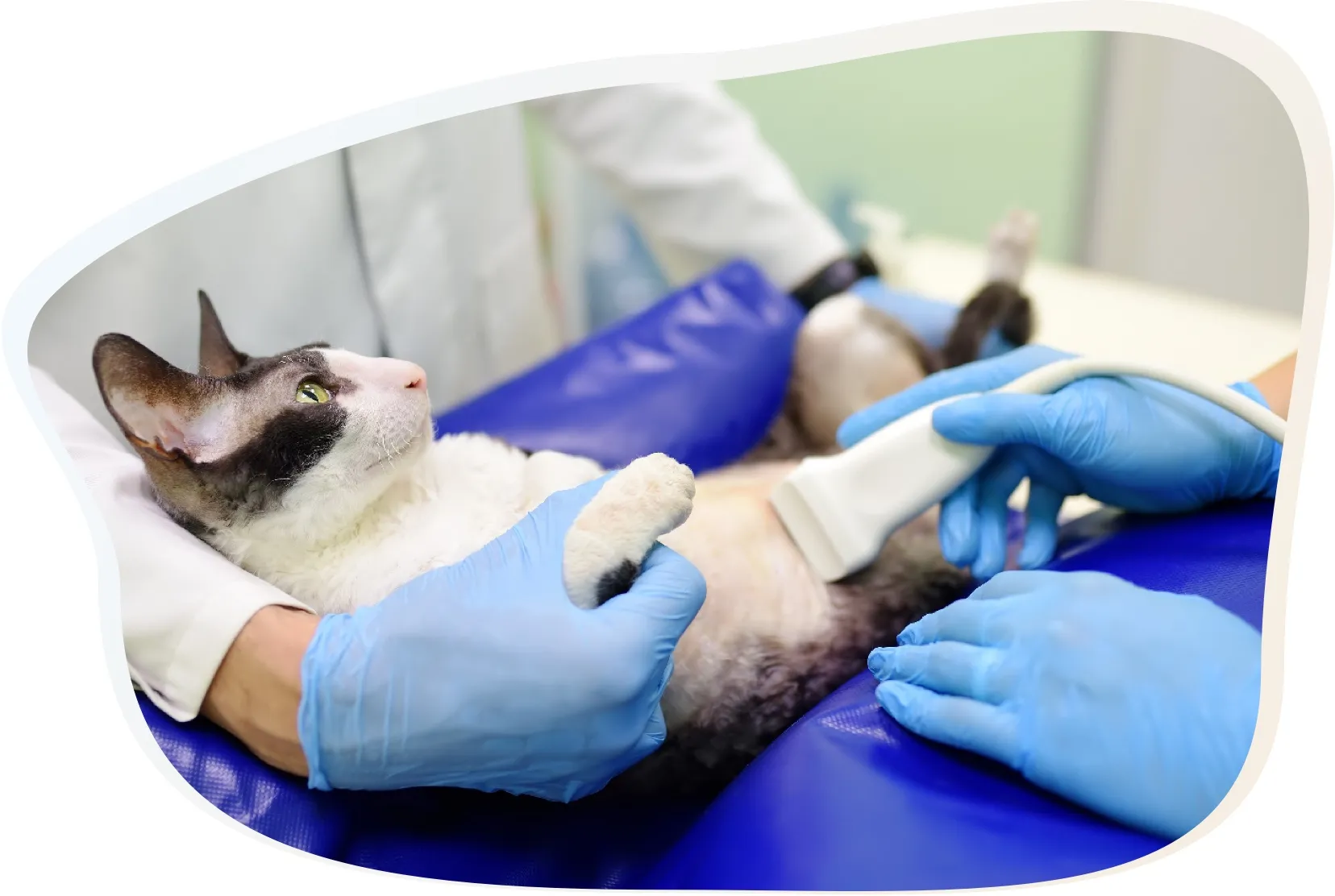 Pet XRay for Big & Small Animals VetO Brookvale